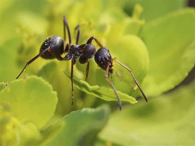 Ameisen gegen Prostatitis