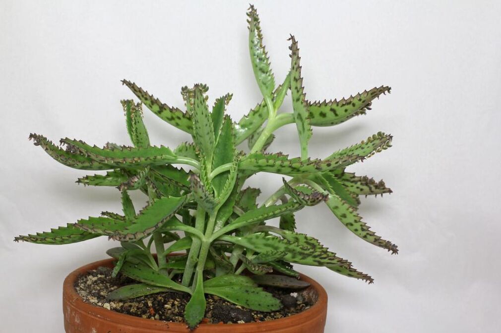 Kalanchoe zur Behandlung von Prostatitis