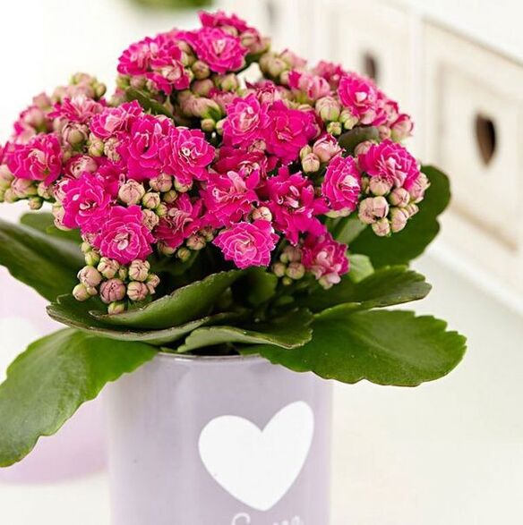 Kalanchoe zur Behandlung von Prostatitis