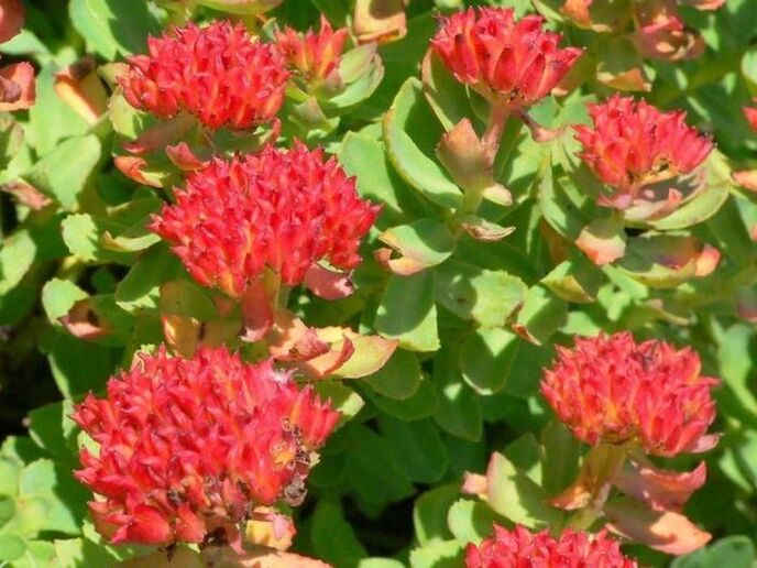 Rhodiola rosea zur Behandlung von Prostatitis
